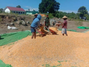 Babinsa Kadindi Turun Langsung Bantu Warga Jemur Jagung di Pekat