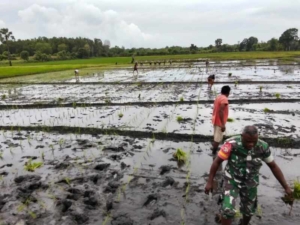 Babinsa Koramil 03/Pahunga Lodu Dampingi Petani Tanam Padi di Desa Palanggai