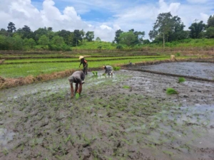 Kopka Umbu Parahi Turun ke Sawah, Dukung Ketahanan Pangan di Matawai Amahu