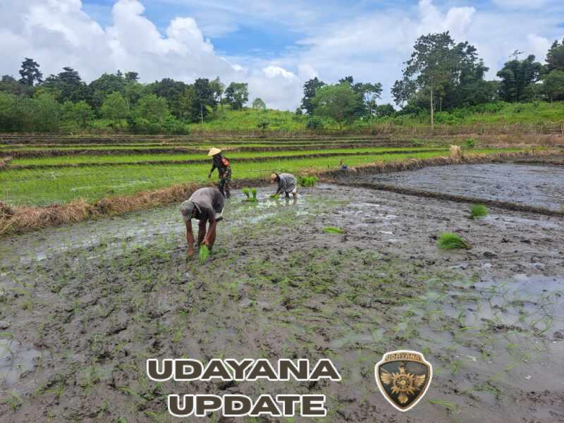 Kopka Umbu Parahi Turun ke Sawah, Dukung Ketahanan Pangan di Matawai Amahu
