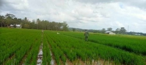 Babinsa Koramil 01/Lewa Dampingi Petani Sebar Pupuk Tanaman Padi di Kelurahan Lewa Paku