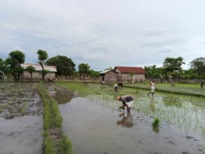 Sertu Ferdinan Turun ke Sawah Dampingi Petani di Karera
