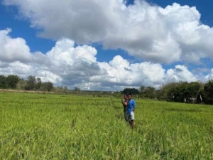 Babinsa Koramil 02/Rindi Umalulu Monitoring Sawah, Dukung Ketahanan Pangan di Wilayah Binaan