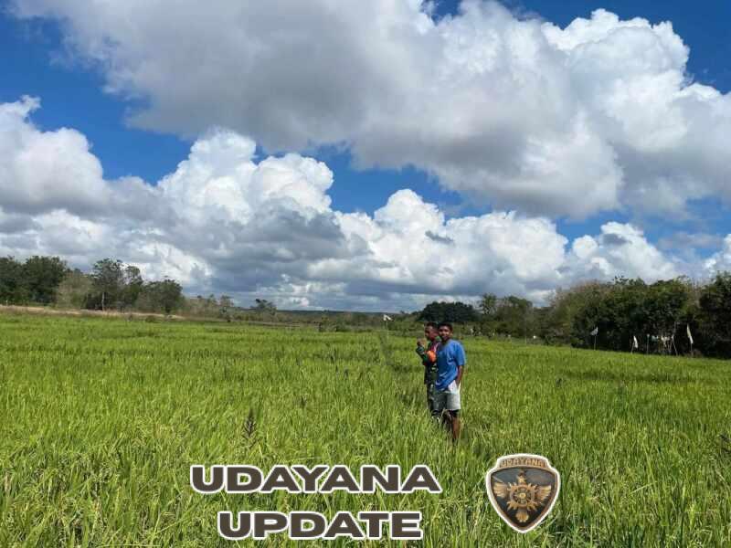 Babinsa Koramil 02/Rindi Umalulu Monitoring Sawah, Dukung Ketahanan Pangan di Wilayah Binaan