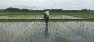 Wujud Kepedulian TNI, Babinsa Daniel Umbu Ndawa Dampingi Petani Basmi Hama Padi