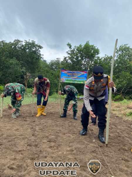 Sinergi TNI–Polri dan Pemerintah, Penanaman Jagung Serentak Dukung Swasembada Pangan di Komodo