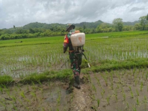 Pratu Aldi Kore Bantu Petani Praimadita Kendalikan Hama Padi