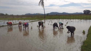 Babinsa Koramil 1618-03/Insut Turun ke Sawah, Bantu Petani Tanam Padi di Desa Humusu Oesoko