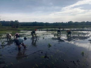 Serka Dominggus Lay Turun ke Sawah Dampingi Petani Desa Ngonggi