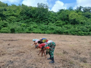 Babinsa Koramil 1601-04/Tabundung Dampingi Warga Tanam Padi di Desa Wadi Pandak