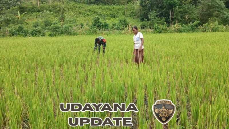 Wujud Dukungan Ketahanan Pangan, Babinsa Tabundung Turun ke Sawah Tadah Hujan