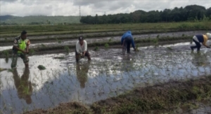Semangat Gotong Royong, Babinsa Turun Langsung ke Lahan Pertanian