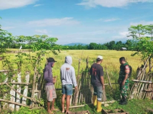 Babinsa Koramil 1614-03/Hu’u Aktif Turun Sawah Dampingi Petani Desa Hu’u