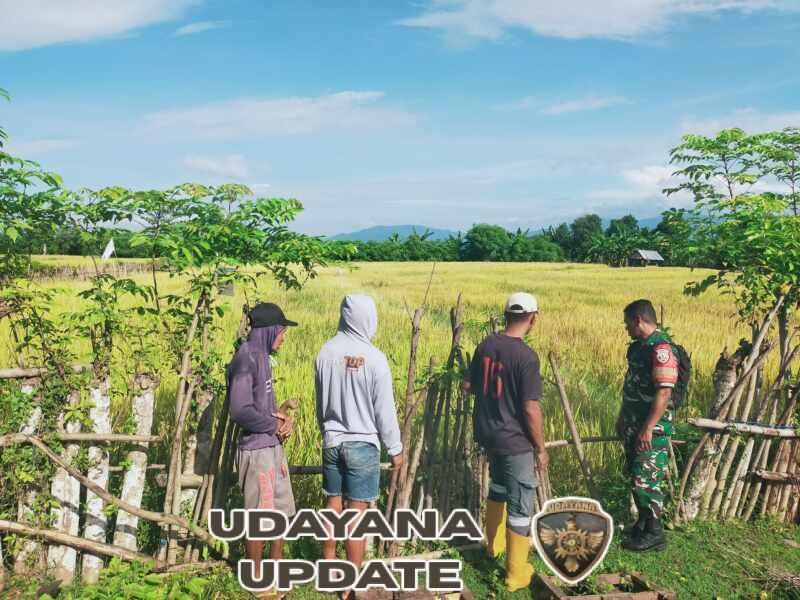 Babinsa Koramil 1614-03/Hu’u Aktif Turun Sawah Dampingi Petani Desa Hu’u