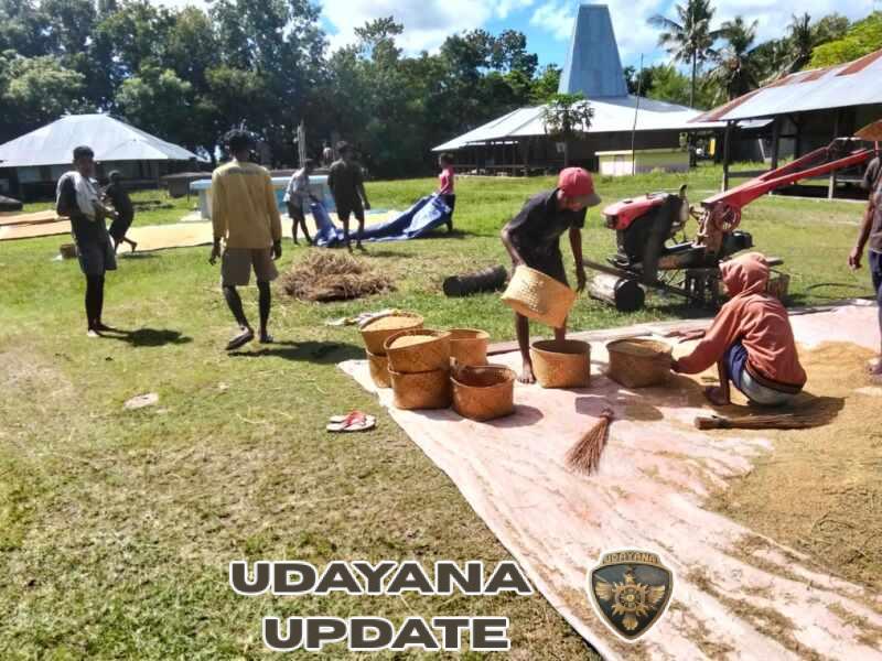 Babinsa Koramil 03/Pahunga Lodu Bantu Petani Jemur Padi di Desa Palanggai