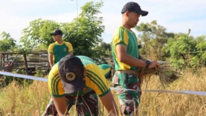 Yonarmed 12 Kostrad Hadir di Sawah, Bantu Warga Panen Padi di Perbatasan