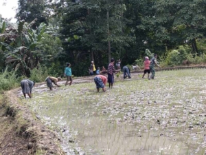 Babinsa Walakaka Bantu Warga Tanam Padi MT2 di Desa Sodana