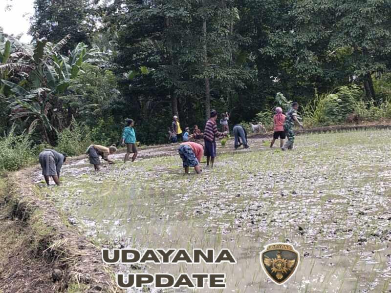 Babinsa Walakaka Bantu Warga Tanam Padi MT2 di Desa Sodana