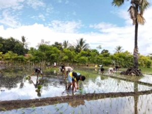 Babinsa Pahunga Lodu Turun ke Sawah, Bantu Petani Tanam Padi di Lambakara