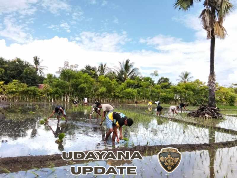 Babinsa Pahunga Lodu Turun ke Sawah, Bantu Petani Tanam Padi di Lambakara