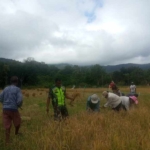 Babinsa Bisel Bantu Warga Panen Padi di Desa Tokbesi