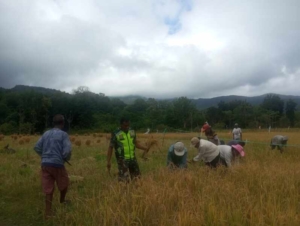 Babinsa Bisel Bantu Warga Panen Padi di Desa Tokbesi