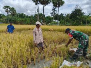 Sukses panen di oepuah utara berkat bantuan tenaga dari babinsa