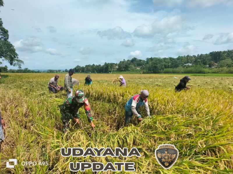Wujud Kedekatan dengan Warga, Babinsa Koramil 03/Katikutana Bantu Panen Padi di Sambali Loku