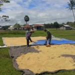 Sentuhan Teritorial Babinsa 1618-05/Biut, Dorong Produktivitas Pertanian Desa Tualene