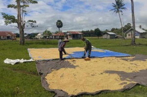 Sentuhan Teritorial Babinsa 1618-05/Biut, Dorong Produktivitas Pertanian Desa Tualene