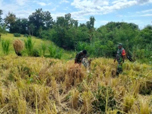 Babinsa Manubelon Bantu Warga Panen Padi Ladang Bersama