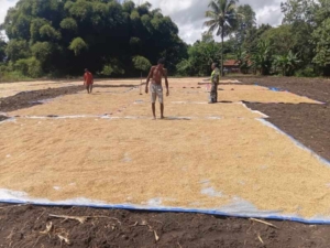 Babinsa Berbagi Semangat, Kerja Keras dan Kesabaran Kunci Hasil Melimpah serta Kemajuan Desa Tualene