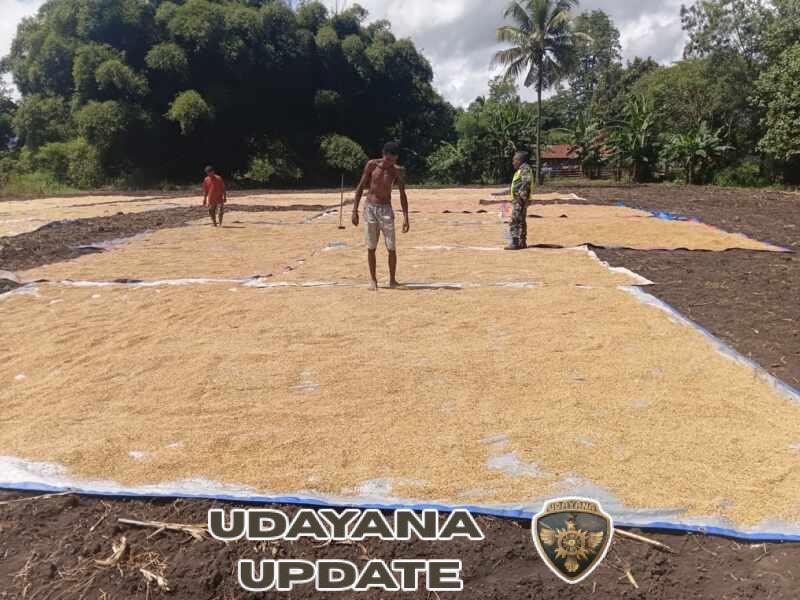 Babinsa Berbagi Semangat, Kerja Keras dan Kesabaran Kunci Hasil Melimpah serta Kemajuan Desa Tualene