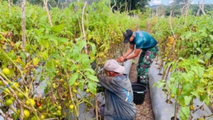 Yonarmed 12 Kostrad Sukseskan Panen Raya Tomat, Wujud Nyata Ketahanan Pangan di Perbatasan
