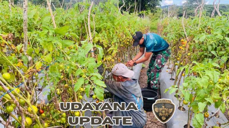 Yonarmed 12 Kostrad Sukseskan Panen Raya Tomat, Wujud Nyata Ketahanan Pangan di Perbatasan