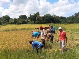 Babinsa Koramil 06/Karera Bantu Petani Panen Padi di Desa Nggongi