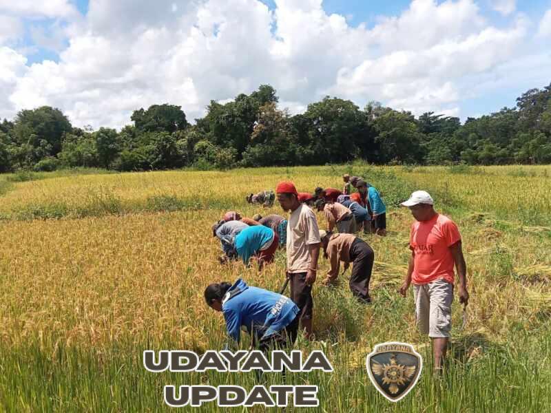 Babinsa Koramil 06/Karera Bantu Petani Panen Padi di Desa Nggongi