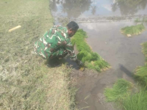 Babinsa Waingapu Dampingi Petani Cabut Bibit, Percepat Masa Tanam
