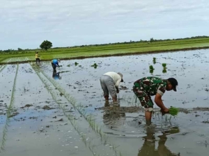 Babinsa Pahunga Lodu Bantu Petani Tanam Padi di Desa Wulla