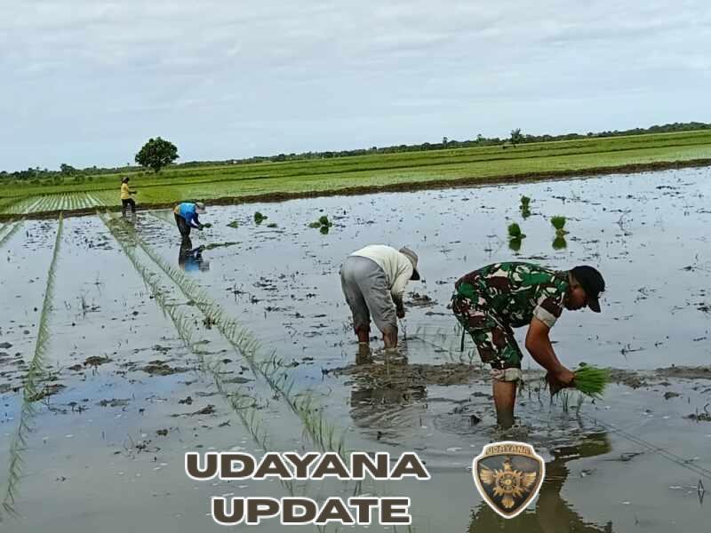 Babinsa Pahunga Lodu Bantu Petani Tanam Padi di Desa Wulla