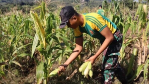 Yonarmed 12 Kostrad Sukses Panen Raya Jagung, Bukti Nyata Ketahanan Pangan di Perbatasan