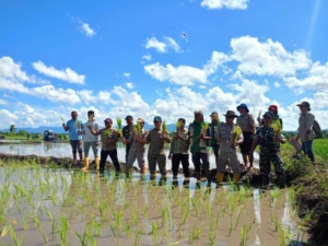 Pgs. Danramil Camplong Ikuti Tanam Padi Serentak Di Manusak