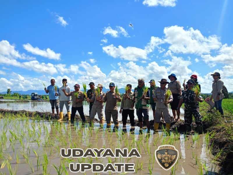 Pgs. Danramil Camplong Ikuti Tanam Padi Serentak Di Manusak