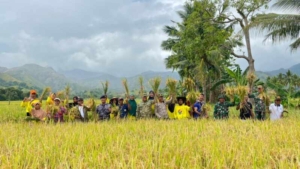 Panen Raya Magepanda, Dandim 1603/Sikka Tegaskan TNI Garda Terdepan Ketahanan Pangan