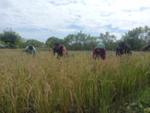 Babinsa Desa Ponu Turun ke Sawah, Ikut Panen Padi dan Pererat Hubungan dengan Warga