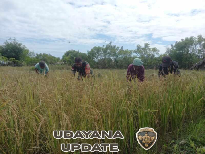 Babinsa Desa Ponu Turun ke Sawah, Ikut Panen Padi dan Pererat Hubungan dengan Warga