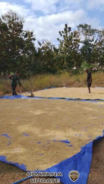 Babinsa Koramil 05/Waingapu Aktif Melaksanakan Komsos dan Bantu Warga Jemur Padi