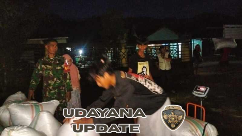 Babinsa Lamontet Dampingi Penyerapan 8,4 Ton Gabah Petani oleh Bulog di Brang Rea