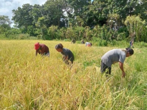 Babinsa Koramil 06/Karera Membantu Petani Panen Padi di Desa Nggongi