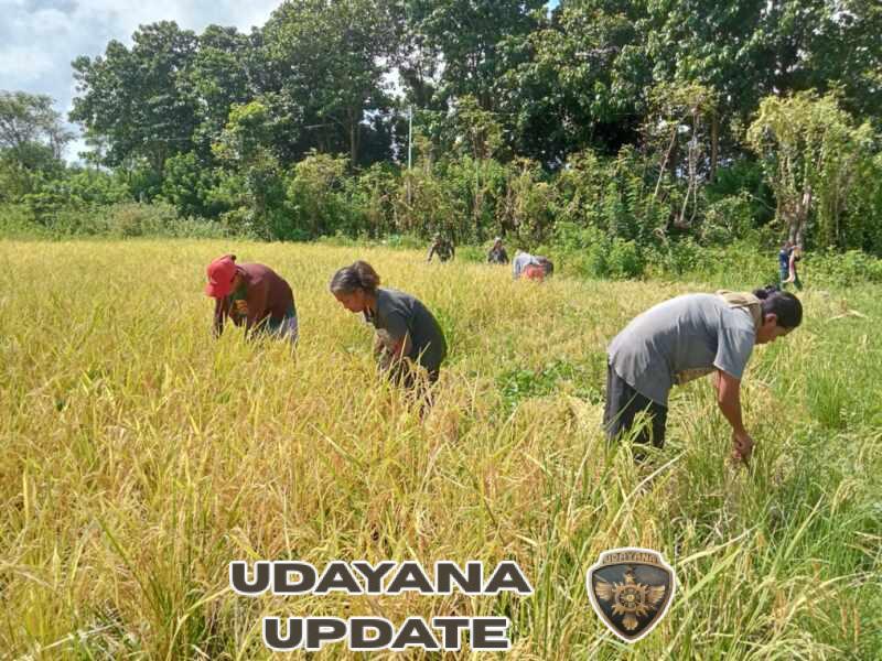 Babinsa Koramil 06/Karera Membantu Petani Panen Padi di Desa Nggongi